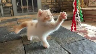 Ball of Energy!💥 Playful Bicolor Van Exotic Shorthair Kitten 🐱🧡