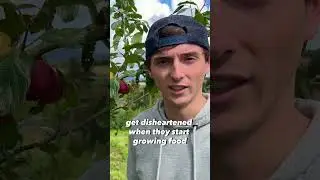 I cannot believe how many plums are on this 3 year old tree!