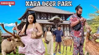 Exploring NARA deer park Nara daibutsu had excellent food in Osaka Dotonbori #familyvlog #japan 