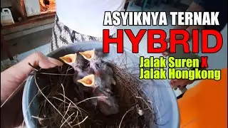 BISA-BISANYA MENCIPTAKAN BURUNG HYBRID INI - SILANGAN JALAK SUREN X JALAK HONGKONG - Bikin ngiler !!