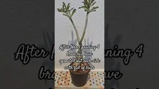 Best Result of Hard pruning in Wonderland adenium mother plant #wonderland #desertrose  #shorts