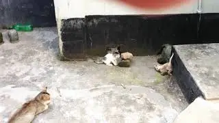 While mom cat bring food for kitten