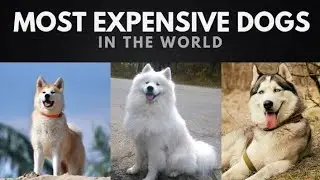 Top 10 Most Expensive Dogs In The World 2021 (Luxury Breeds).