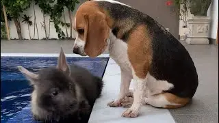 Bessie the beagle babysits baby hyena