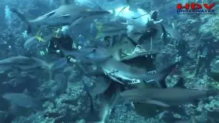 Shark Feeding Frenzy Great Barrier Reef Taka Dive