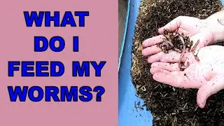 EUROPEAN NIGHT CRAWLER ONLY WORM BINS