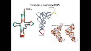02 W10  S1  End dependent initiation of protein synthesis 13 39