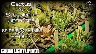 Обновление информации о фитолампе Spider Farmer SF 600 для кактусов и суккулентов.