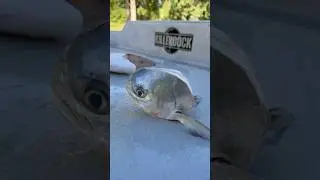 Monster Pompano, each fillet weighed over 1lb! Cleaned on the one and only @KillerDock