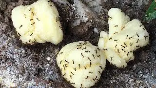 Ants eat potato chips.