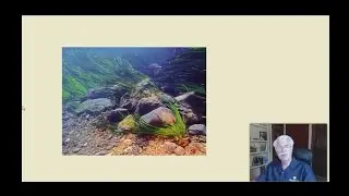 Stream Ecosystems - L8.4 CCE