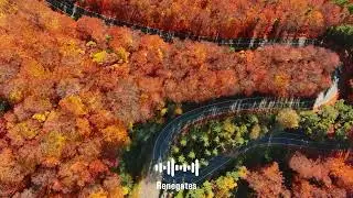 Velvet Muse - Renegates