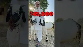 Top Quality Jamuna Pari Bakra 😍 Haveli Farm House #bakraeid2025 #bakraeidspecial #bakramandi ￼
