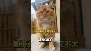 Cat Bully Woke Up Angry His Balls Are Gone💔#catshorts #catvideos #straycat