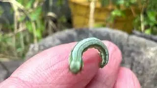 Geometridae caterpillar in Douglas fir