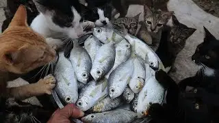 Kittens eating fish | Feeding Cats