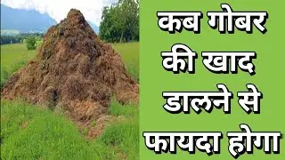 गोबर की खाद कब डालने से ज्यादा फायदा मिलता है