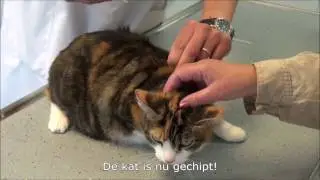 Chippen in drie stappen