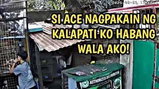 SI ACE DOVE TV NAGPAKAIN NG KALAPATI KO NONG UMALIS AKO!