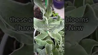 Silene Coronaria a.k.a. The Rose Campion
