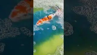paano mag breed ng koi part 1 v1