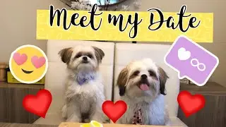 Chase the Shih Tzu has a Date | Valentines Day Celebration