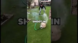 Dog makes owner wet with a garden hose