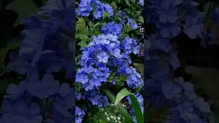 Plumbago auriculata flowers. #blueflowers #status #amazing