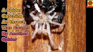 A Spider Catching An Insect, Was Caught By Another Spider. 