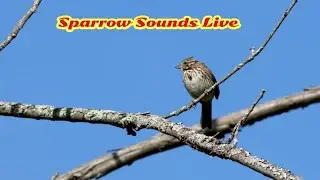 Sparrow Sounds Live -Bird Tv#sparrowsounds#sparrowcalling#savesparrow#savebirds#sparrowvioce