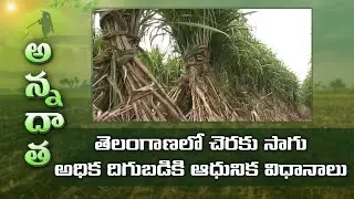 Scientific Methods in Sugarcane Farming For Telangana