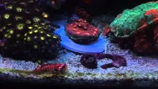 Night reef