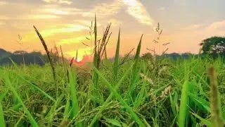 Life in a Pakistani Village | Real Farming & Nature Views(@Asifsimab)