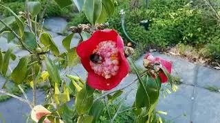 Pollinizing a camelia