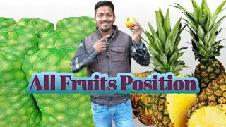 All Fruits Position// #fruit #food #ytshorts #travel #best #quality #apple #musambi #love #minivlog 