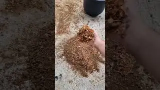 Loamy Clay mix with wood shavings are the best and free soil