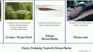 Fisch, Ordnung Neuwelt-Messerfische fish Gr&uuml;ner Apteronotus Orthosternarchus Gymnotiformes Modern