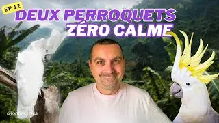 Episode 12 Deux perroquets, zéro calme ! (Aloha & Paco)