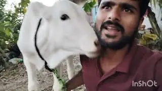 Khet ke kam, farm vlog, pyara baccha