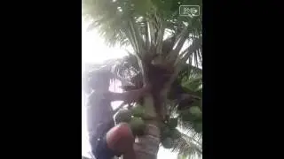 Climbing Coconut Tree - Funny - See till the end