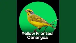 Yellow Fronted Canary - Canaries in the Wild