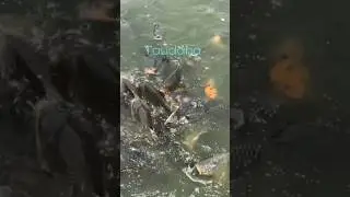 Fishes : #taudaha #kirtipur #aquaticlife #shorts #shortsfeed