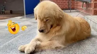 I Asked for a Dog&hellip; But Got a Full-Time Comedian Instead 😂🐶 Funniest Dog Moments Ever