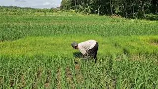 GOD-LEVEL FARMER SKILLS MAKE HARVESTING RICE SEEDLINGS EASY WITH JUST BARE HANDS-Agriculture Farming