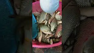 Fish catching technique 🎣🐟✅#catchfishtechnique #fishingtecnique #angler #shorts 🎣✅