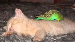 Schlof schein mein Vogele ( Mr. Enirbod )