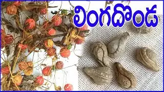 లింగదొండ-శివలింగిని కాయలు-గింజల్లో శివలింగాలు/ఔషధగని-తాంత్రిక మణి/Lingadonda-S.Nagender