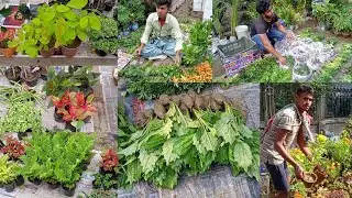 Flower Plants Market Visit | Impatiens Lipstick Kanchan Plants Fern Mandevilla Marigold Rose Plants