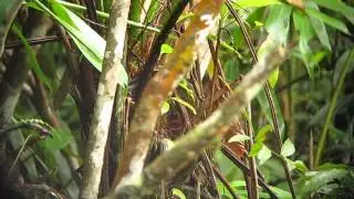 White-throated Woodcreeper - Xiphocolaptes albicollis - Intervales, Brazil