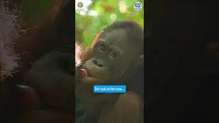 Baby Orangutan Makes Incredible Transformation